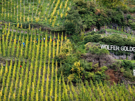 Weinlage Wolfer Goldgrube