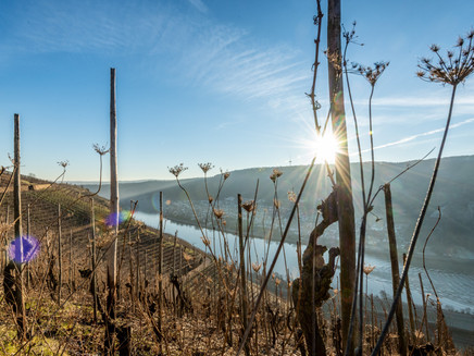 Vineyards on the Moselsteig near Winningen