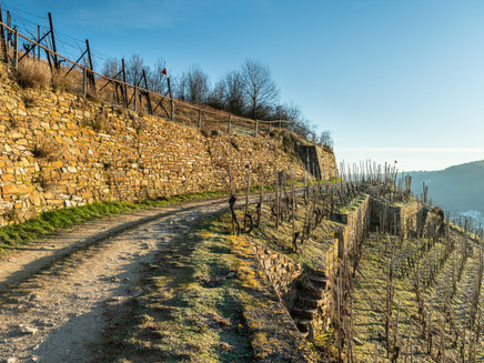 The Moselsteig near Winningen