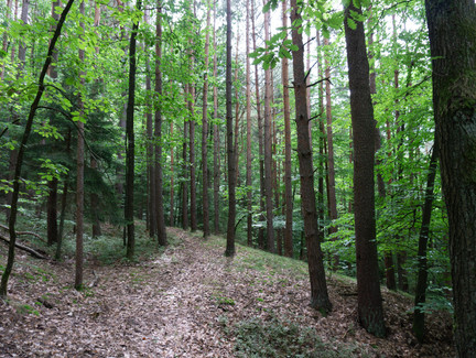 Wanderung am Muppberg inn Neustadt bei Coburg