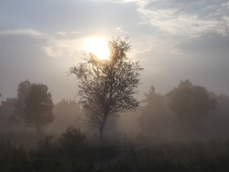 Nebel im Ahlenmoor