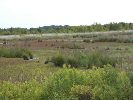 Rund üm dat Ahlenmoor