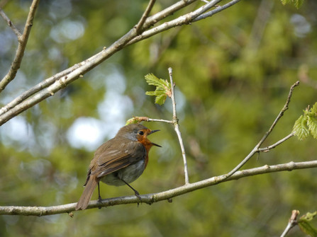Rotkelchen im Ahlenmoor