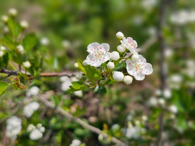 Blossom by the roadside