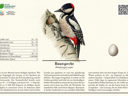Infotafel Buntspecht