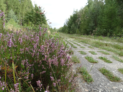 Kolonnenweg am Generalsblick