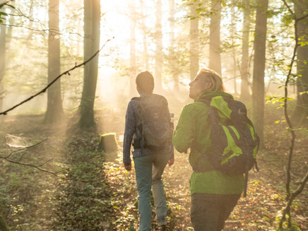 Forest section near Beilstein