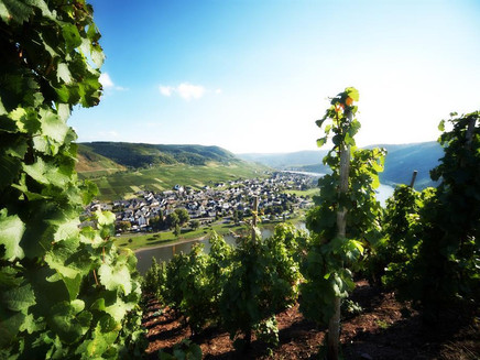Mosel