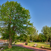 Bäume am Zwischenahner Meer