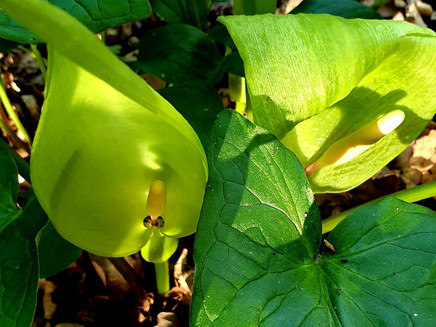 Wilde Orchideen am Wegesrand