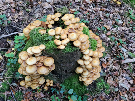 Stockschwämmchen, Früchte des Herbst