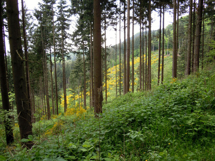 Ginsterblüte im Kondelwald