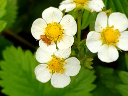 Walderdbeerblüte