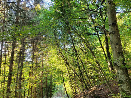 Wandern unter grünem Dach