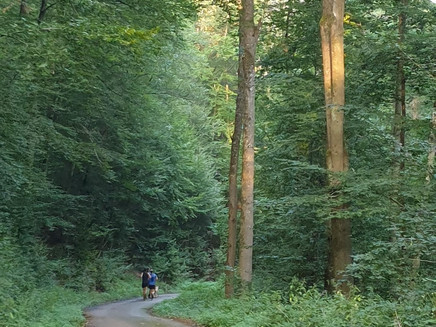 Hiking trail through the Kondelwald