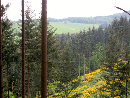 Broom blossom in the Kondelwald with a view into the Alftal