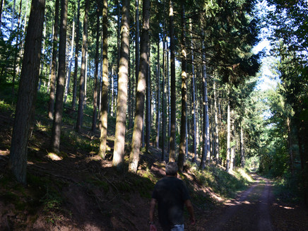 Enjoying the shade in the Kondelwald