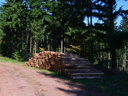 Timber forestry in the Kondelwald
