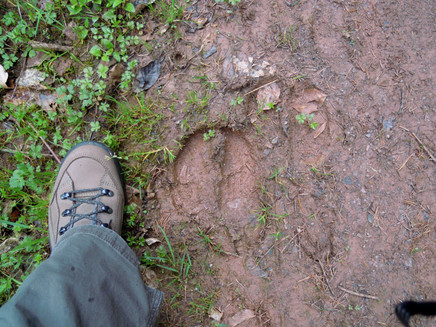 Animal tracks on the trail