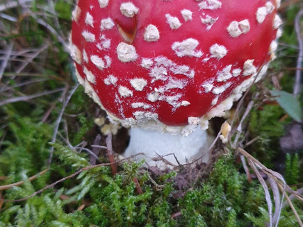 Fruits of the forest