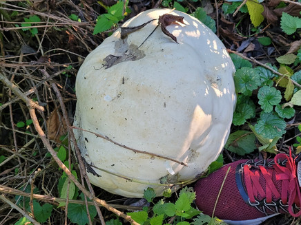 Giant mushroom at the roadside