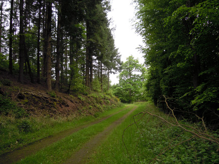 Kondelwald - pure nature