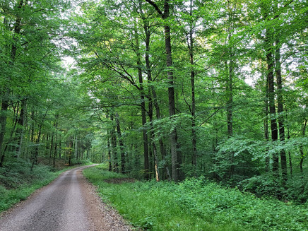 Wandern im Kondelwald, eine Erholung für die Seele