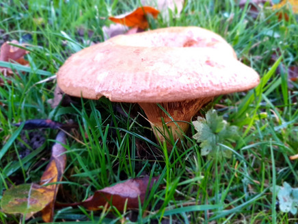 Früchte des Herbstes im Kondelwald