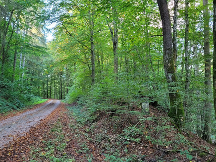 Erleben Sie die Geräusche und Aromen des Kondelewaldes