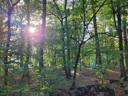 Waldimpressionen