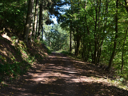 Wandern im Schatten der Bäume