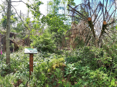 Station Wurzelteller auf dem Wildnispfad Altenau