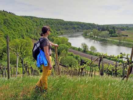 Moselsteig Seitensprung Wehrer Rosenberg