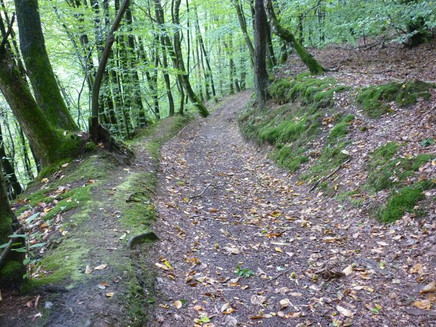 Waldweg oberhalb des Sirzenicher Baches