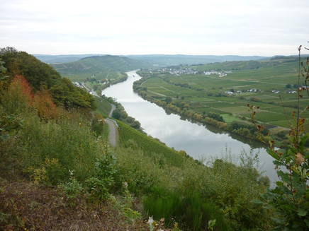 View downstream from the Kesten vineyards towards Brauneberg. On the left slope, some houses of Kesten