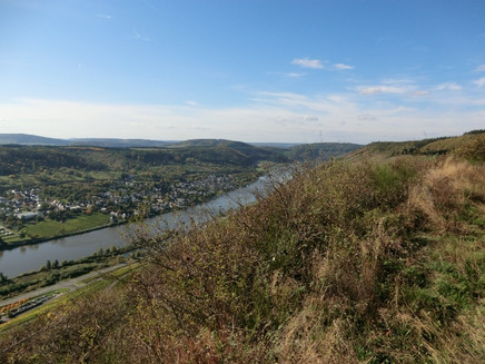 Blick entlang der Hangkante flussabwärts. Unten im Moseltal liegt Wehlen
