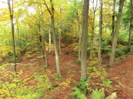 Farbenprächtiger Buchenwald bei Ürzig