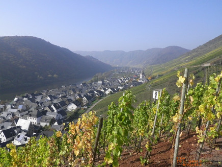 View from the vineyards of Ediger-Eller