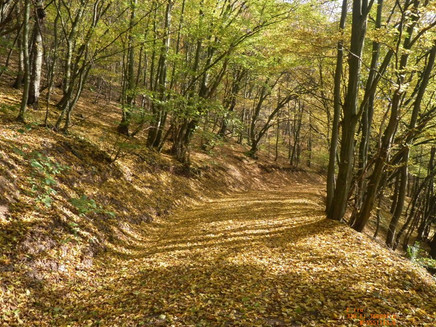 Forest passage between Ediger and Nehren