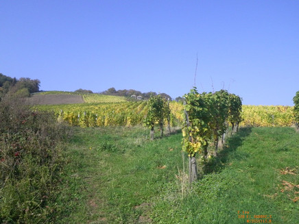 View from the vineyards to the Roman tombs Nehren