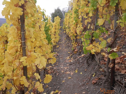 Path through the vineyards between Beilstein and Bruttig-Fankel
