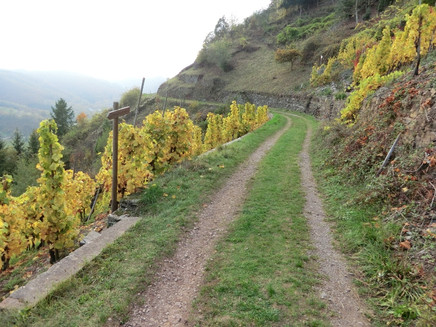 Vineyard path above Valwig