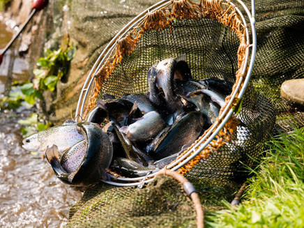 Forellengut Rosengarten Trassem (4)