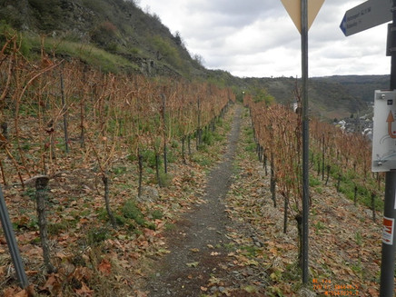 Right through the Hatzenporter vineyards