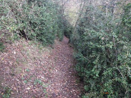Dense boxwood forest above Löf