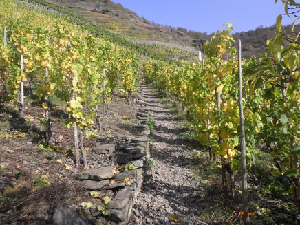 Aufstieg durch die Weinberge zum Bleidenberg