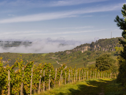 View from the vineyards onto Nitteler Felsen
