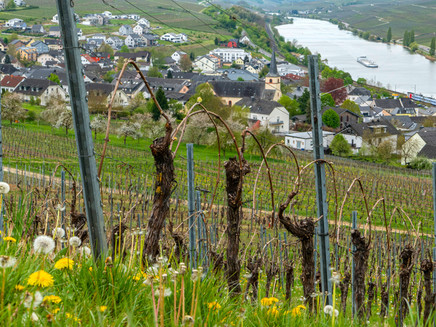 View of Nittel from the vineyards