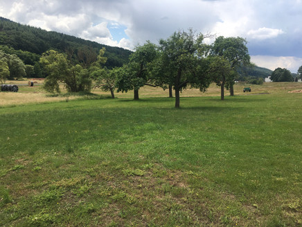 Obstwiese in Bengel