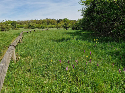 Orchideenpfad Wasserliesch (1)